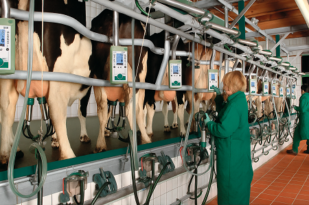 Оборудование для ферм КРС: виды, функции, критерии выбора