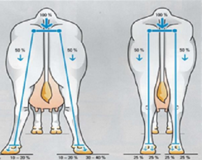 Обрезка копыт у молочных коров: частота и основные правила