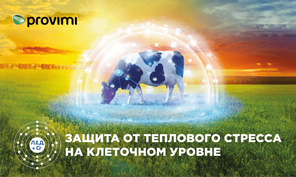 Тепловой стресс у коров и прибыль - о чем молчат коровы?