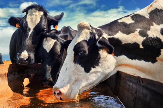 Поение коров и молочная продуктивность
