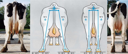Распределение массы тела между конечностями в норме и при чрезмерно отросших копытцах.