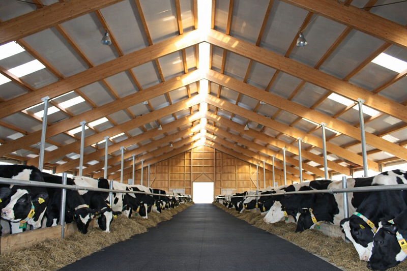 Как правильно организовать и оборудовать места содержания для мясного скота КРС