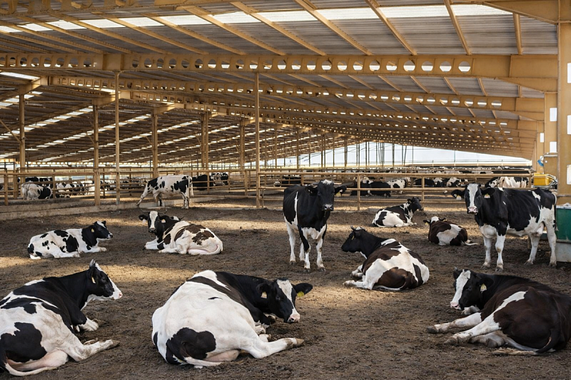 Какой должна быть подстилка для коров: требования и варианты