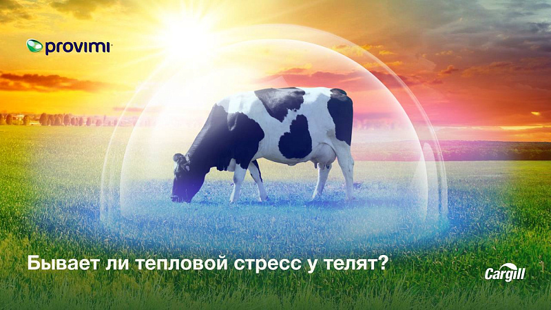 Бывает ли тепловой стресс у телят?