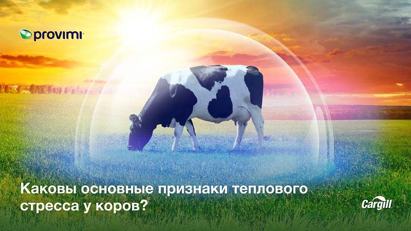 Основные признаки теплового стресса у коров