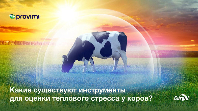 Какие существуют инструменты для оценки теплового стресса у коров?