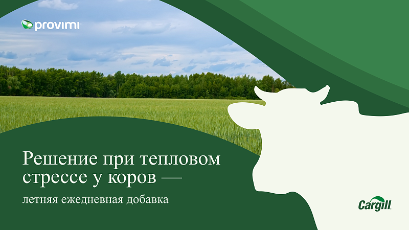 Решение при тепловом стрессе у коров - летняя ежедневная добавка