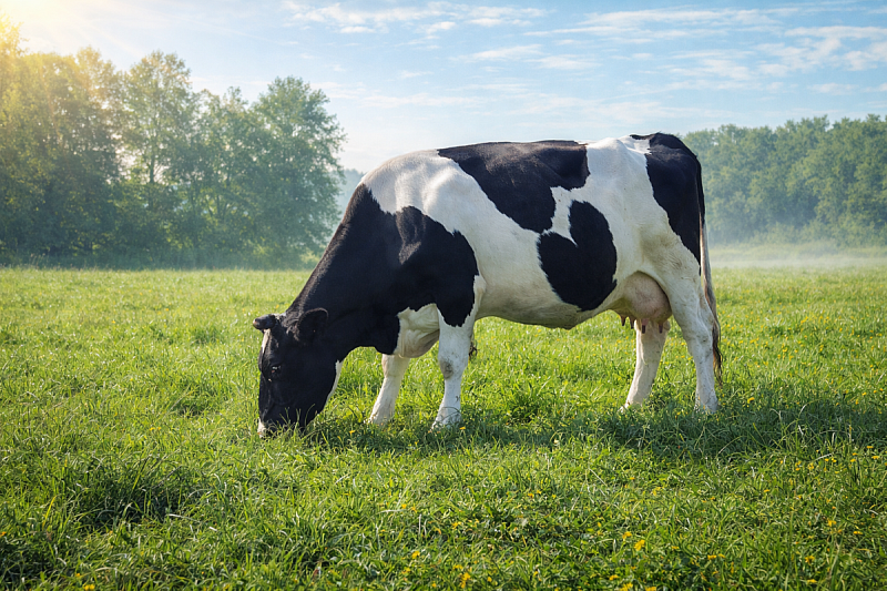 Факторы, влияющие на молочную продуктивность коров