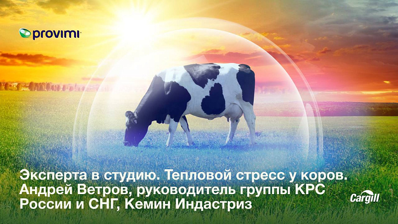 Эксперта в студию. Тепловой стресс у коров. Андрей Ветров, руководитель группы КРС России и СНГ, Кемин Индастриз