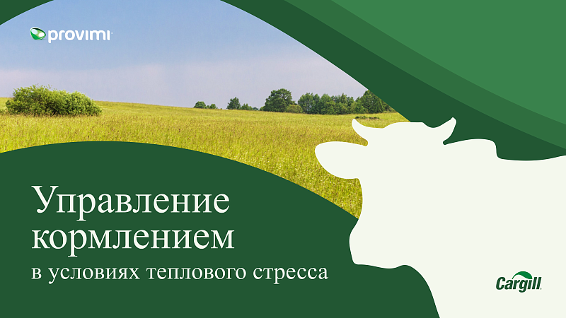 Управление кормлением в условиях теплового стресса