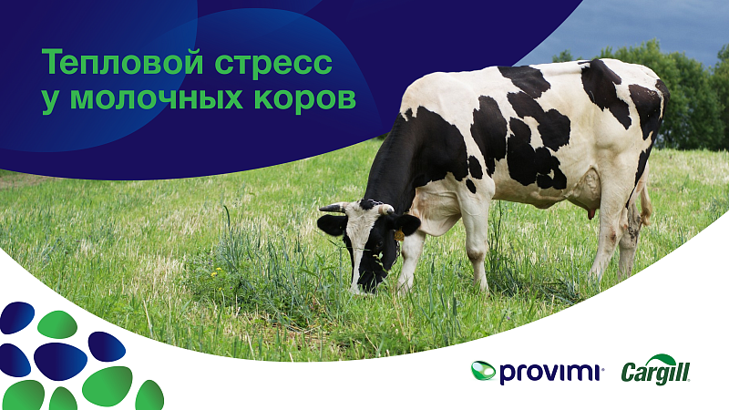 Тепловой стресс у молочных коров