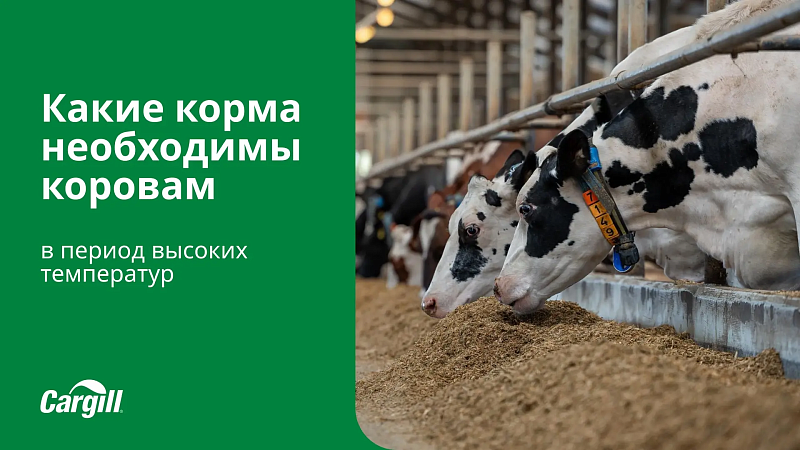 Какие корма необходимы коровам в период теплового стресса