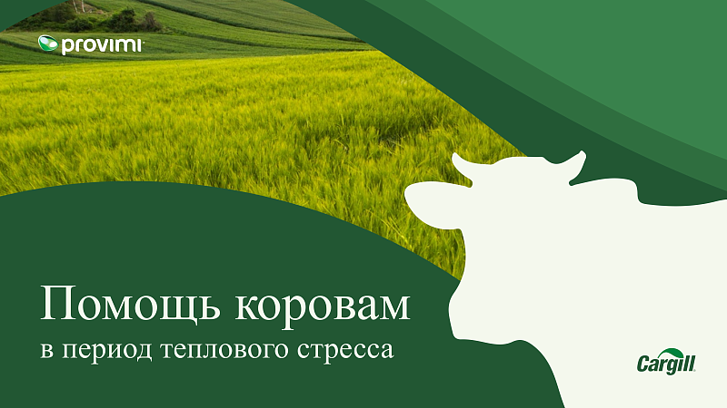 Помощь коровам в период теплового стресса