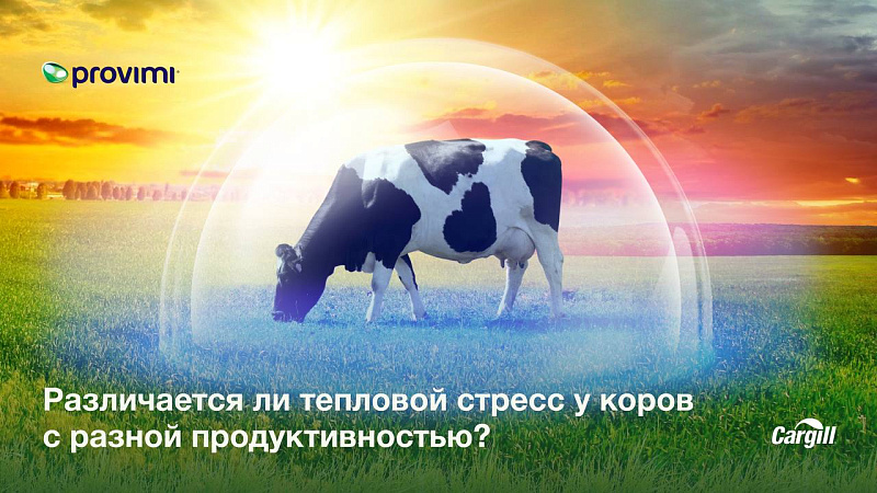 Различается ли тепловой стресс у коров с разной продуктивностью?