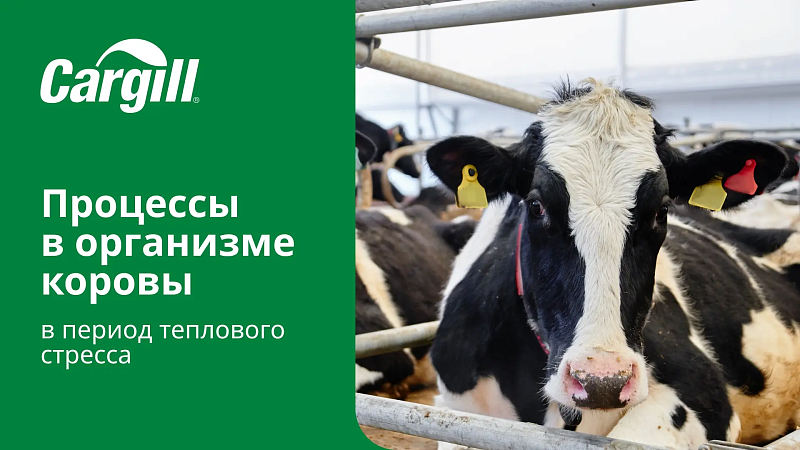 Процессы в организме коровы в период теплового стресса