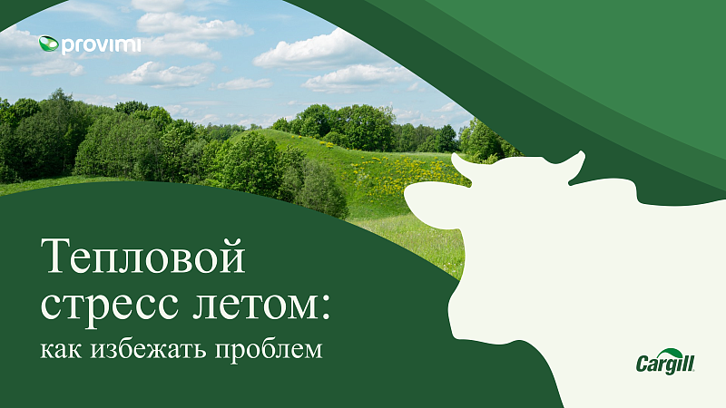 Тепловой стресс летом: как избежать проблем