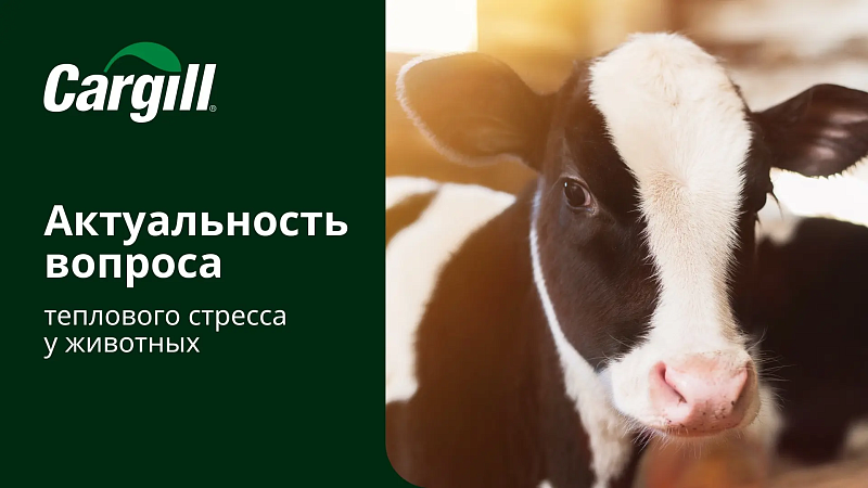 Актуальность вопроса теплового стресса у животных
