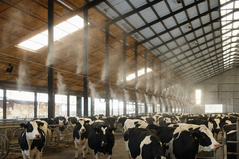 Преимущества охлаждения воздуха в коровнике туманом
