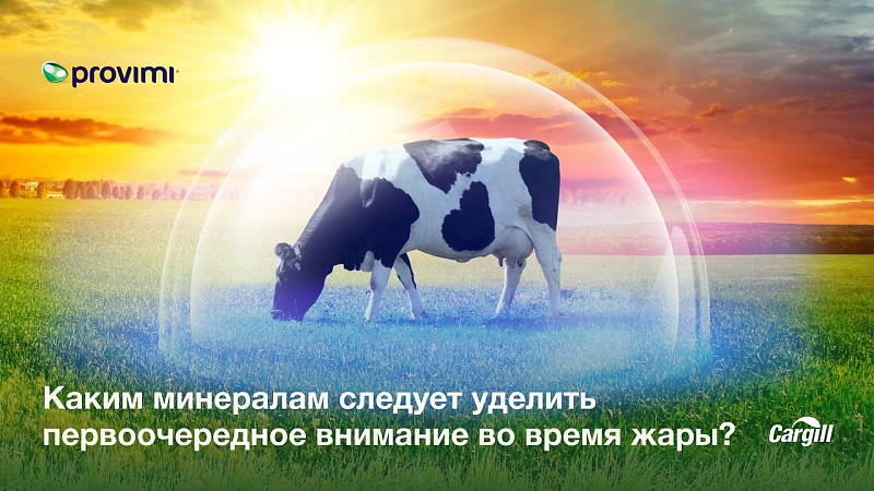 Каким минералам следует уделить первоочередное внимание во время жары?