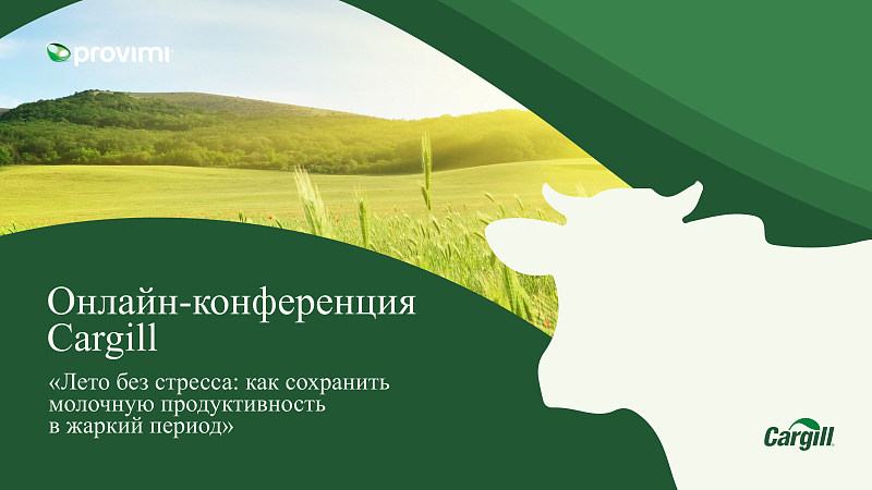 Лето без стресса: как сохранить молочную продуктивность в жаркий период